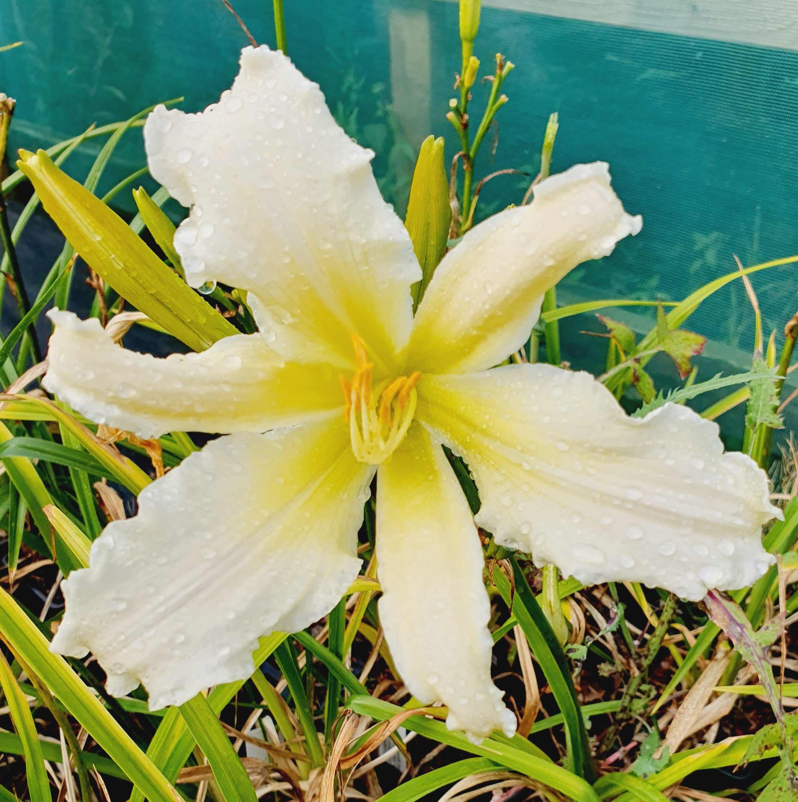 Hemerocallis 'Heavenly Angel Ice' - New Forest Hostas & Hemerocallis