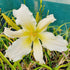 Hemerocallis 'Heavenly Angel Ice' - New Forest Hostas & Hemerocallis