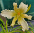 Hemerocallis 'Heavenly Angel Ice' - New Forest Hostas & Hemerocallis
