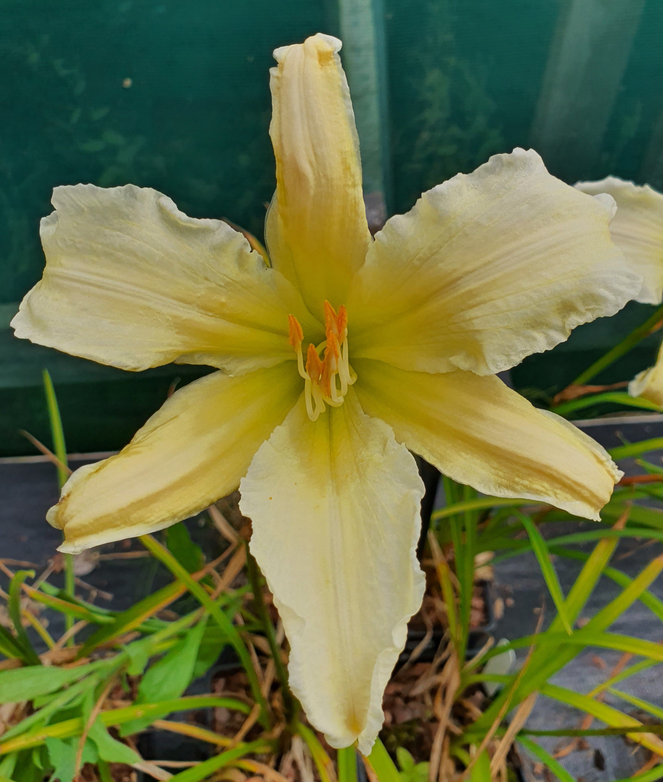 Hemerocallis 'Heavenly Angel Ice' - New Forest Hostas & Hemerocallis