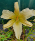 Hemerocallis 'Heavenly Angel Ice' - New Forest Hostas & Hemerocallis