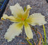 Hemerocallis 'Heavenly Angel Ice' - New Forest Hostas & Hemerocallis