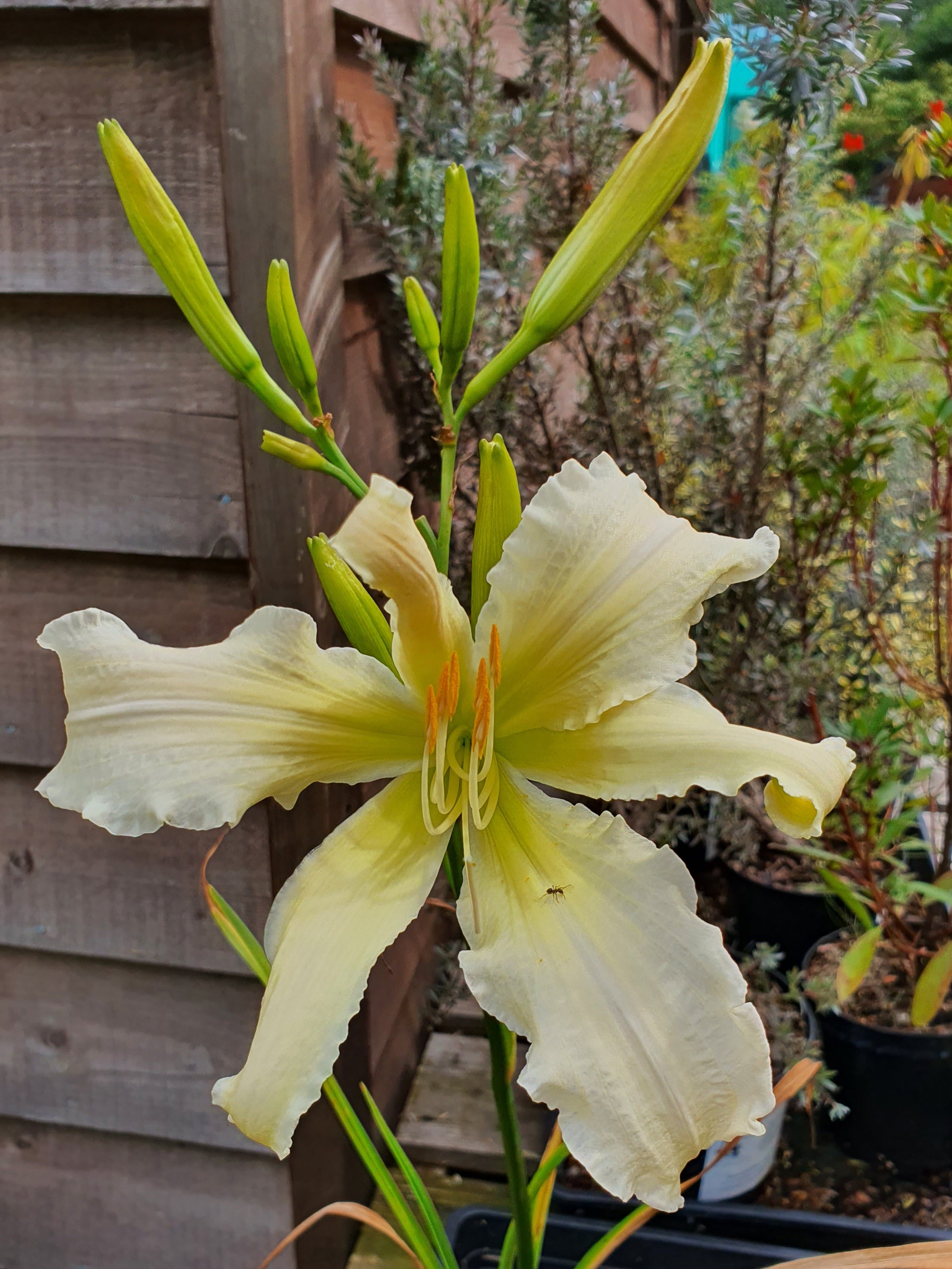 Hemerocallis 'Heavenly Angel Ice' - New Forest Hostas & Hemerocallis