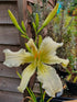 Hemerocallis 'Heavenly Angel Ice' - New Forest Hostas & Hemerocallis