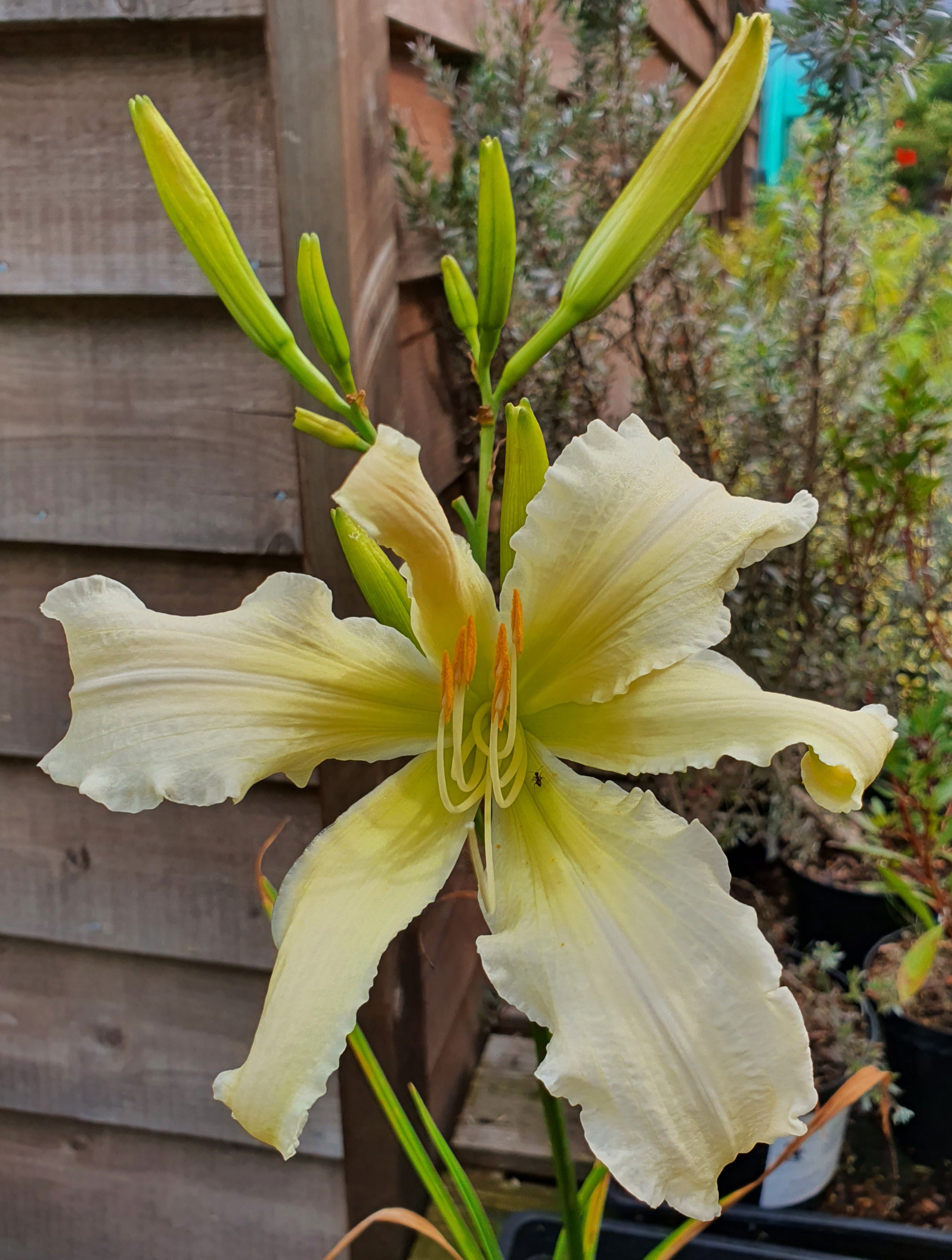 Hemerocallis 'Heavenly Angel Ice' - New Forest Hostas & Hemerocallis