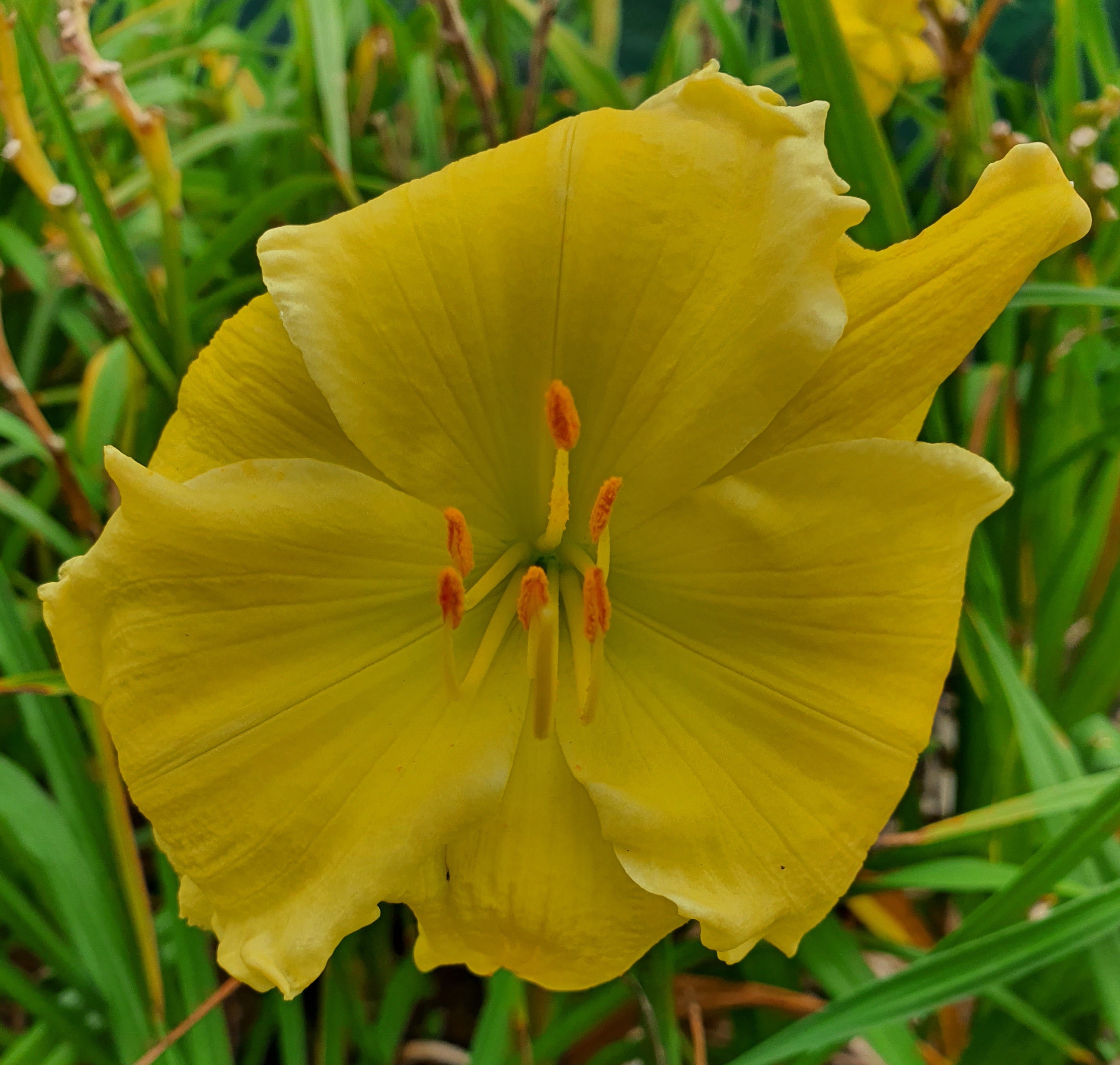 Hemerocallis 'Ava Michelle' - New Forest Hostas & Hemerocallis