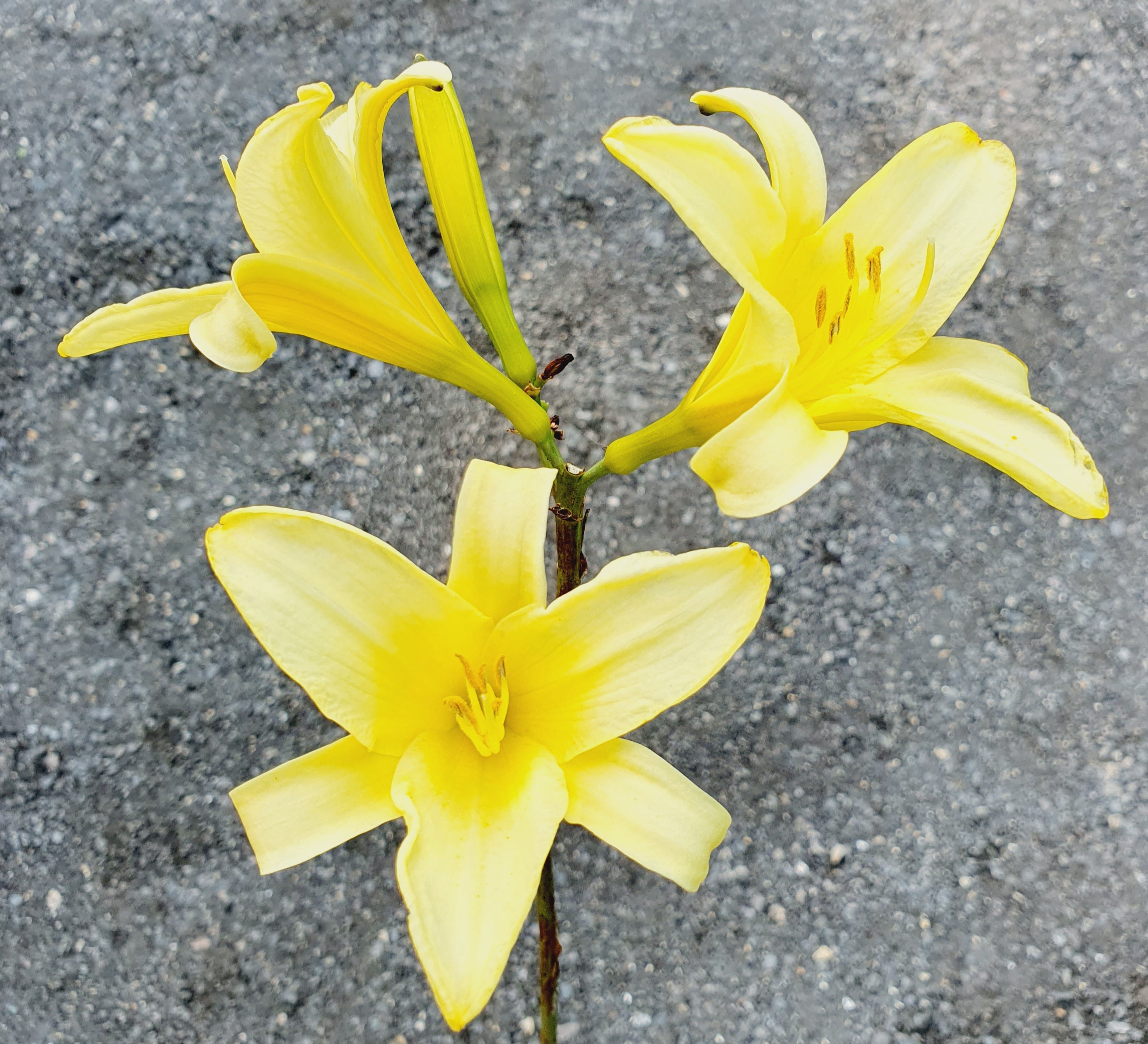 Hemerocallis 'Tetrina's Daughter' - New Forest Hostas & Hemerocallis