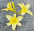 Hemerocallis 'Tetrina's Daughter' - New Forest Hostas & Hemerocallis