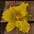 Hemerocallis 'Havana Banana' - New Forest Hostas & Hemerocallis