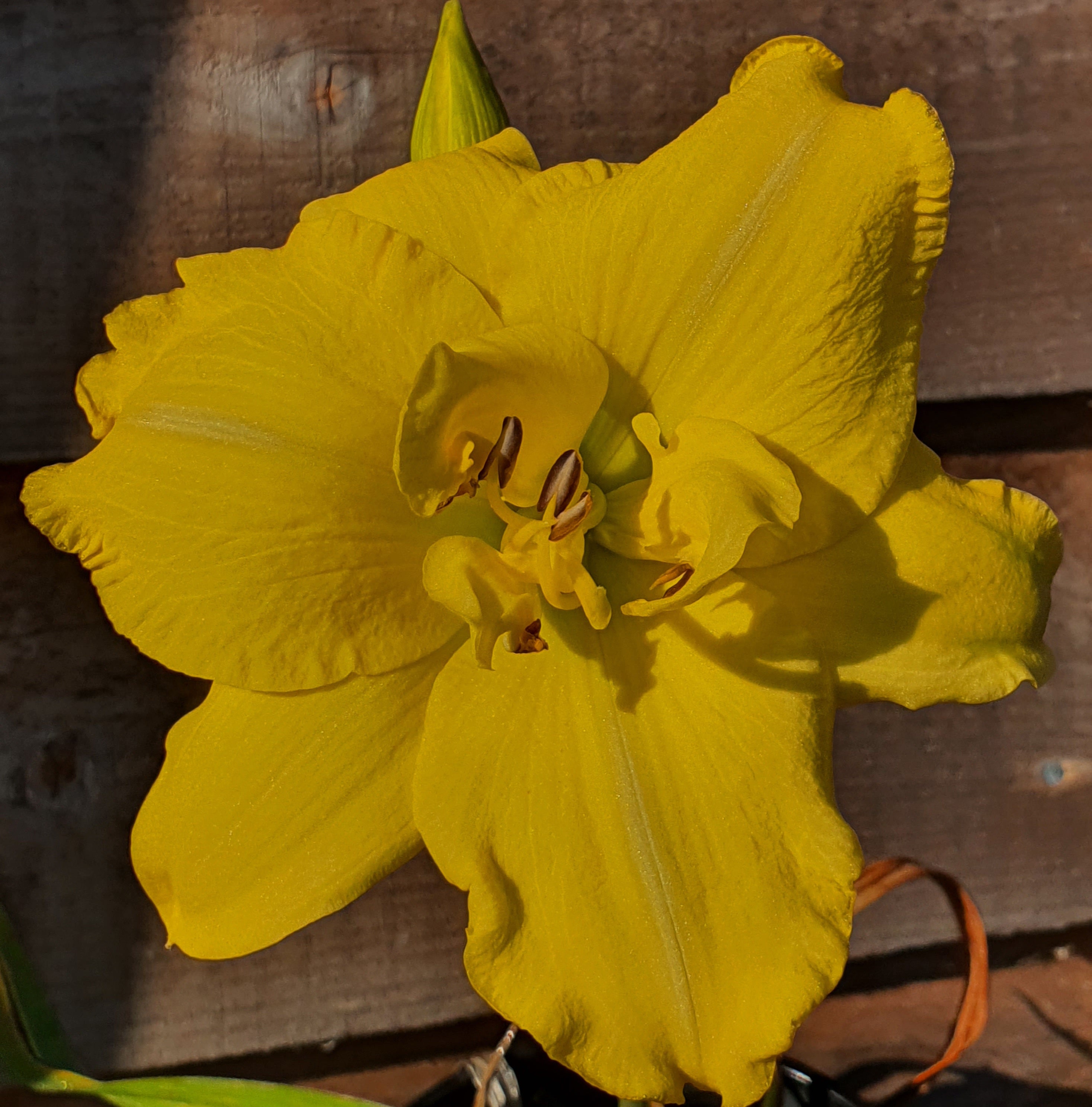 Hemerocallis 'Havana Banana' - New Forest Hostas & Hemerocallis