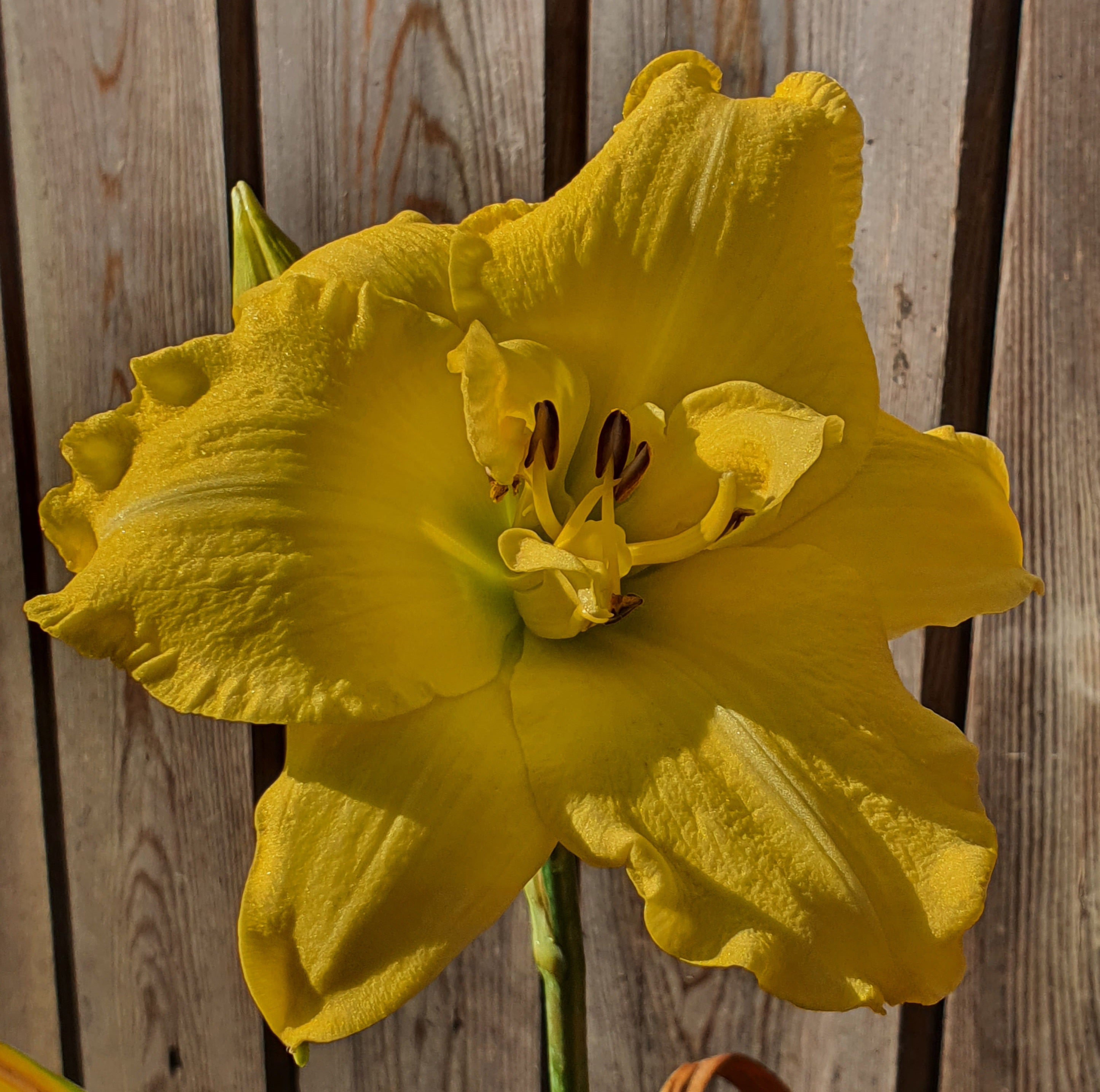 Hemerocallis 'Havana Banana' - New Forest Hostas & Hemerocallis