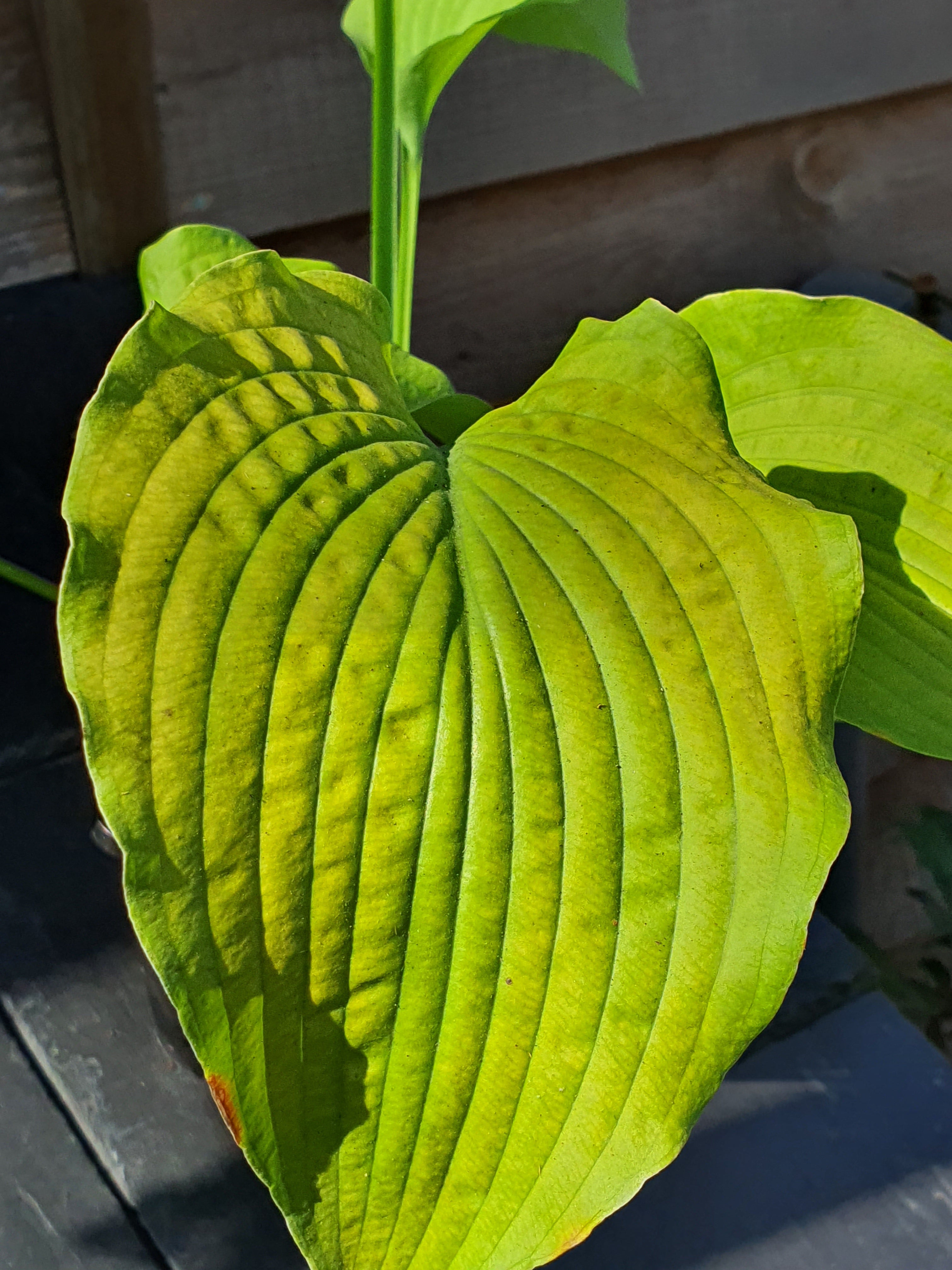 Hosta 'Soul Shine' - New Forest Hostas & Hemerocallis