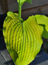 Hosta 'Soul Shine' - New Forest Hostas & Hemerocallis