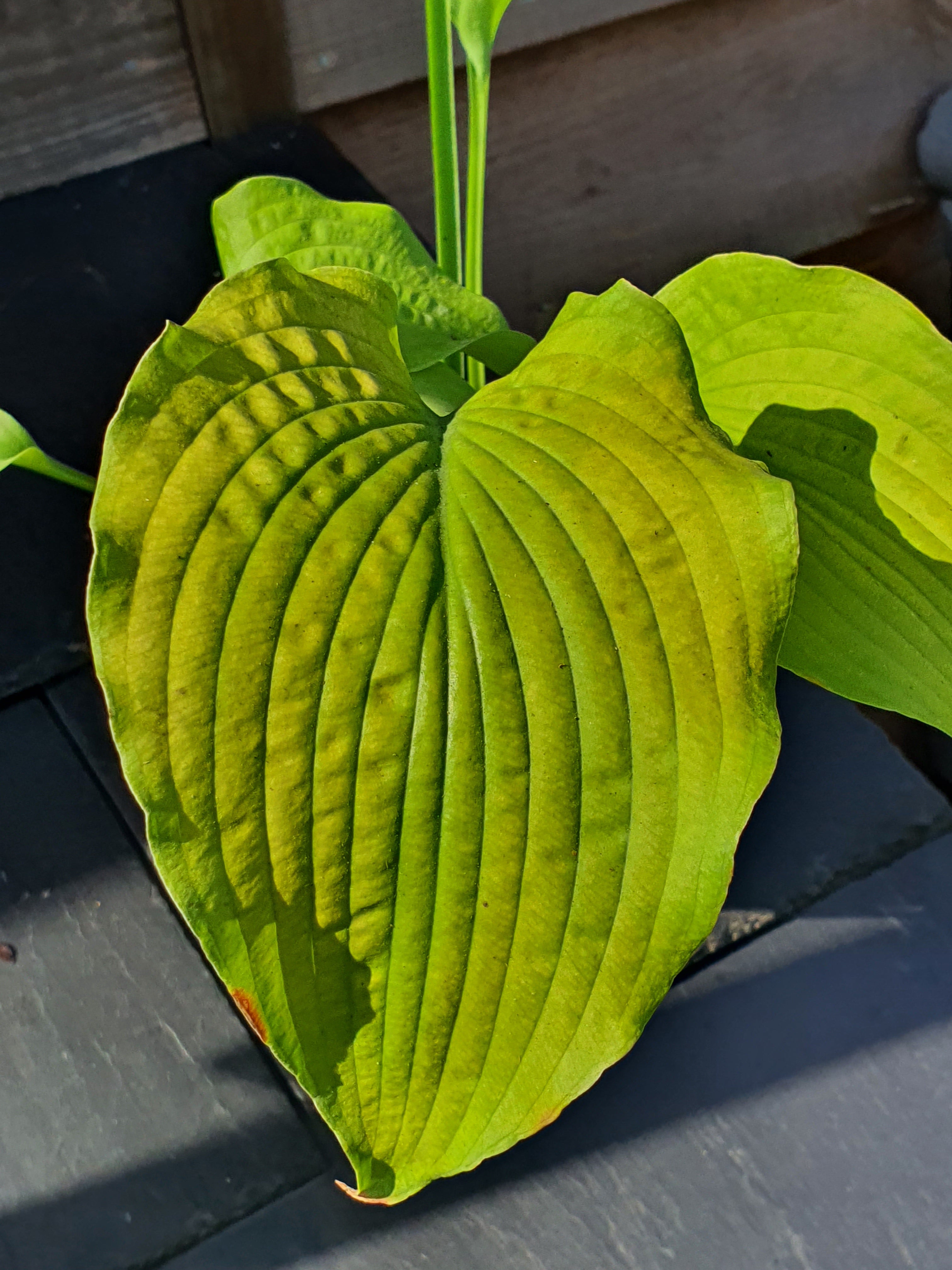 Hosta 'Soul Shine' - New Forest Hostas & Hemerocallis