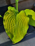 Hosta 'Soul Shine' - New Forest Hostas & Hemerocallis