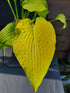 Hosta 'Soul Shine' - New Forest Hostas & Hemerocallis