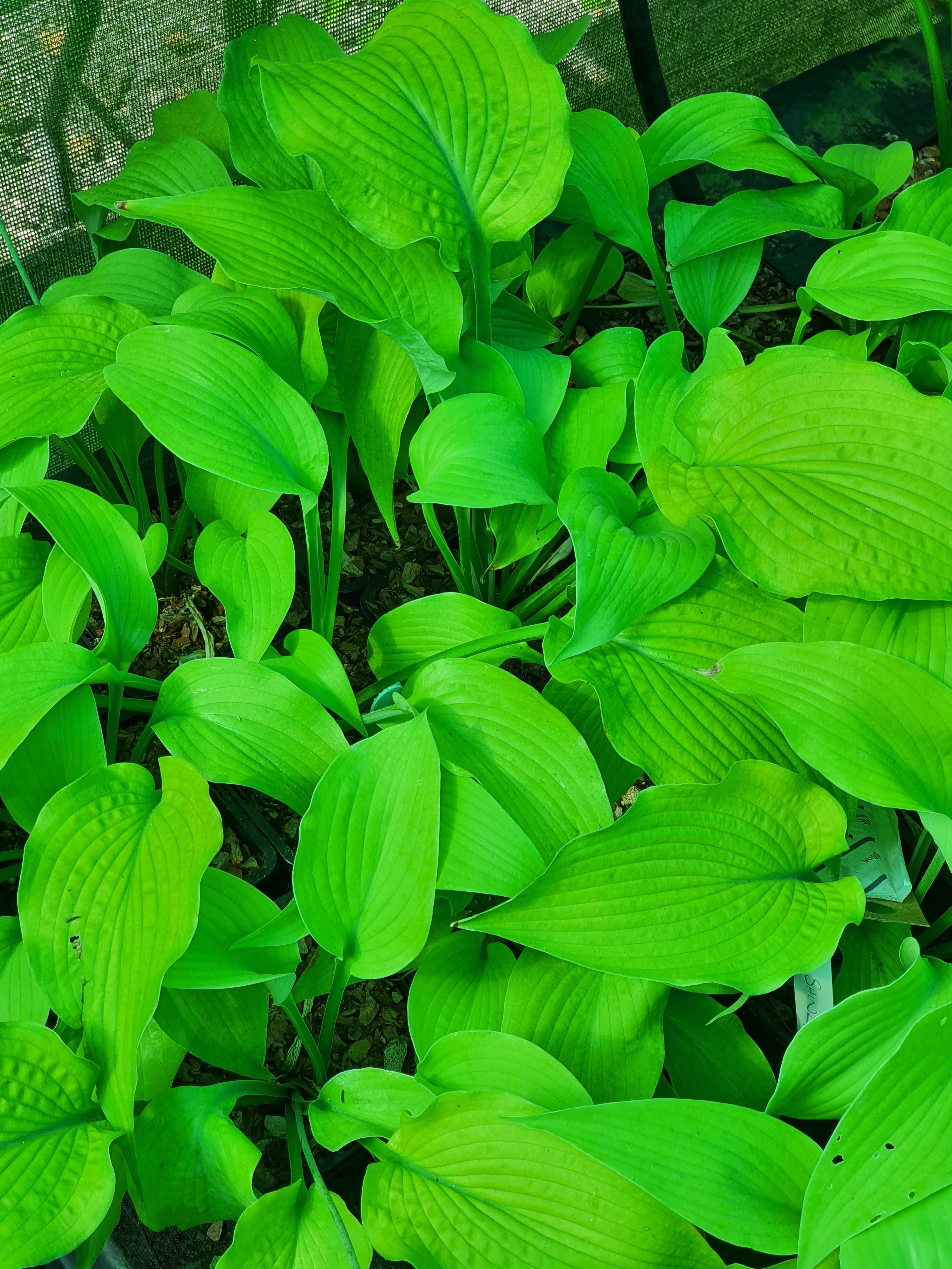 Hosta 'Soul Shine' - New Forest Hostas & Hemerocallis