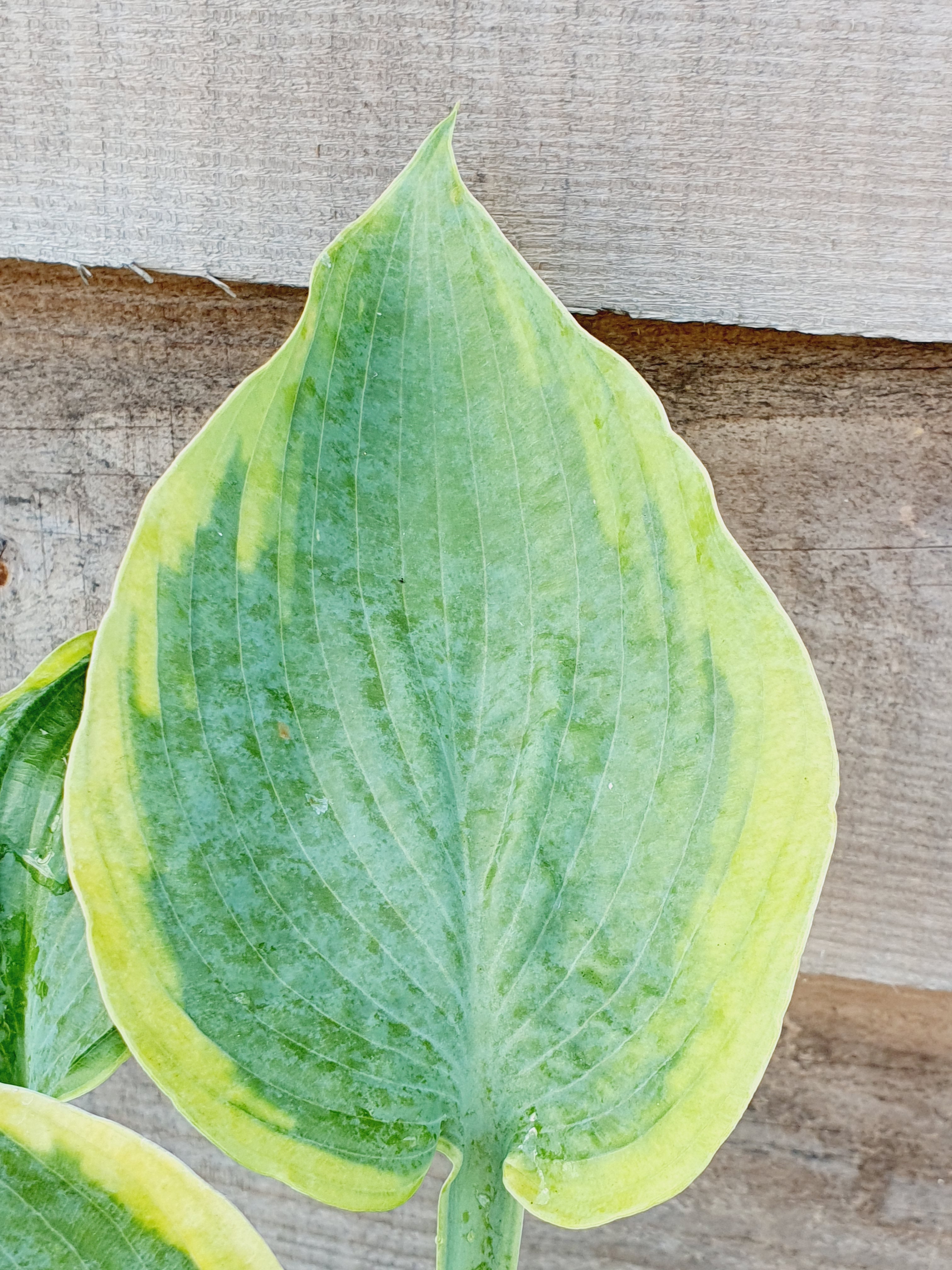 Hosta 'Alvatine Taylor' - New Forest Hostas & Hemerocallis