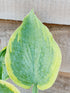 Hosta 'Alvatine Taylor' - New Forest Hostas & Hemerocallis