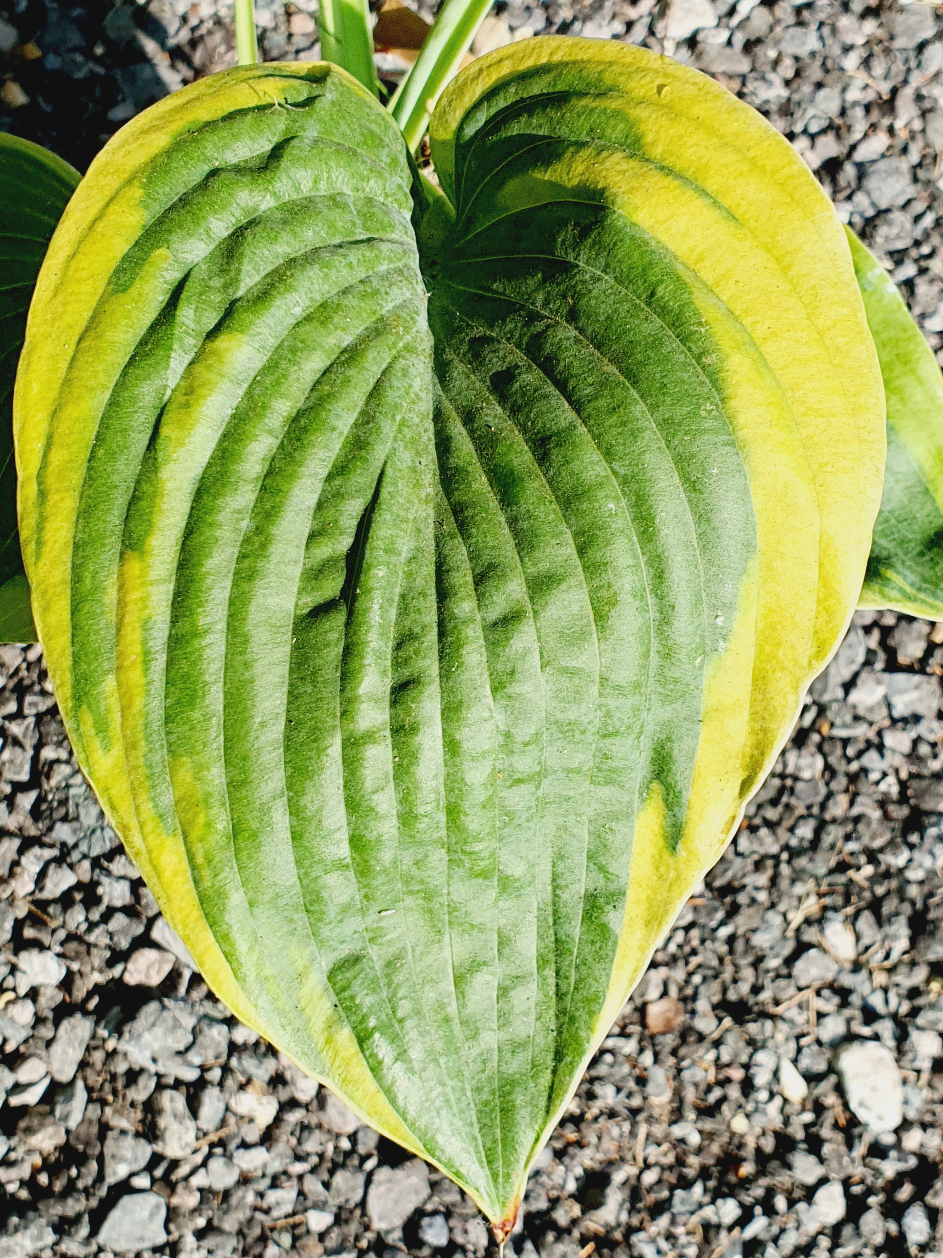 Hosta 'Alvatine Taylor' - New Forest Hostas & Hemerocallis