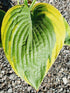 Hosta 'Alvatine Taylor' - New Forest Hostas & Hemerocallis