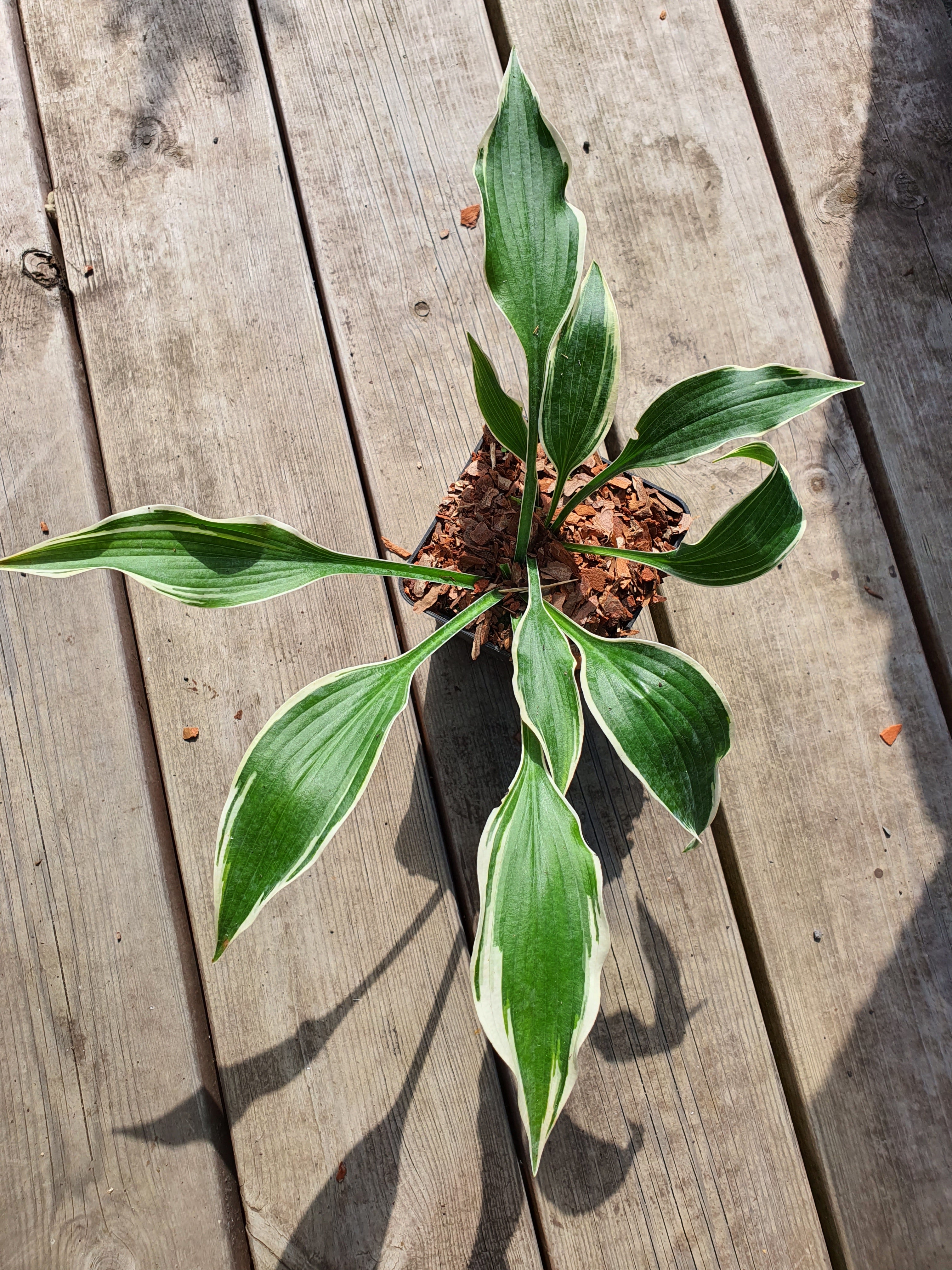 Hosta 'Dark Star' - New Forest Hostas & Hemerocallis