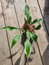 Hosta 'Dark Star' - New Forest Hostas & Hemerocallis