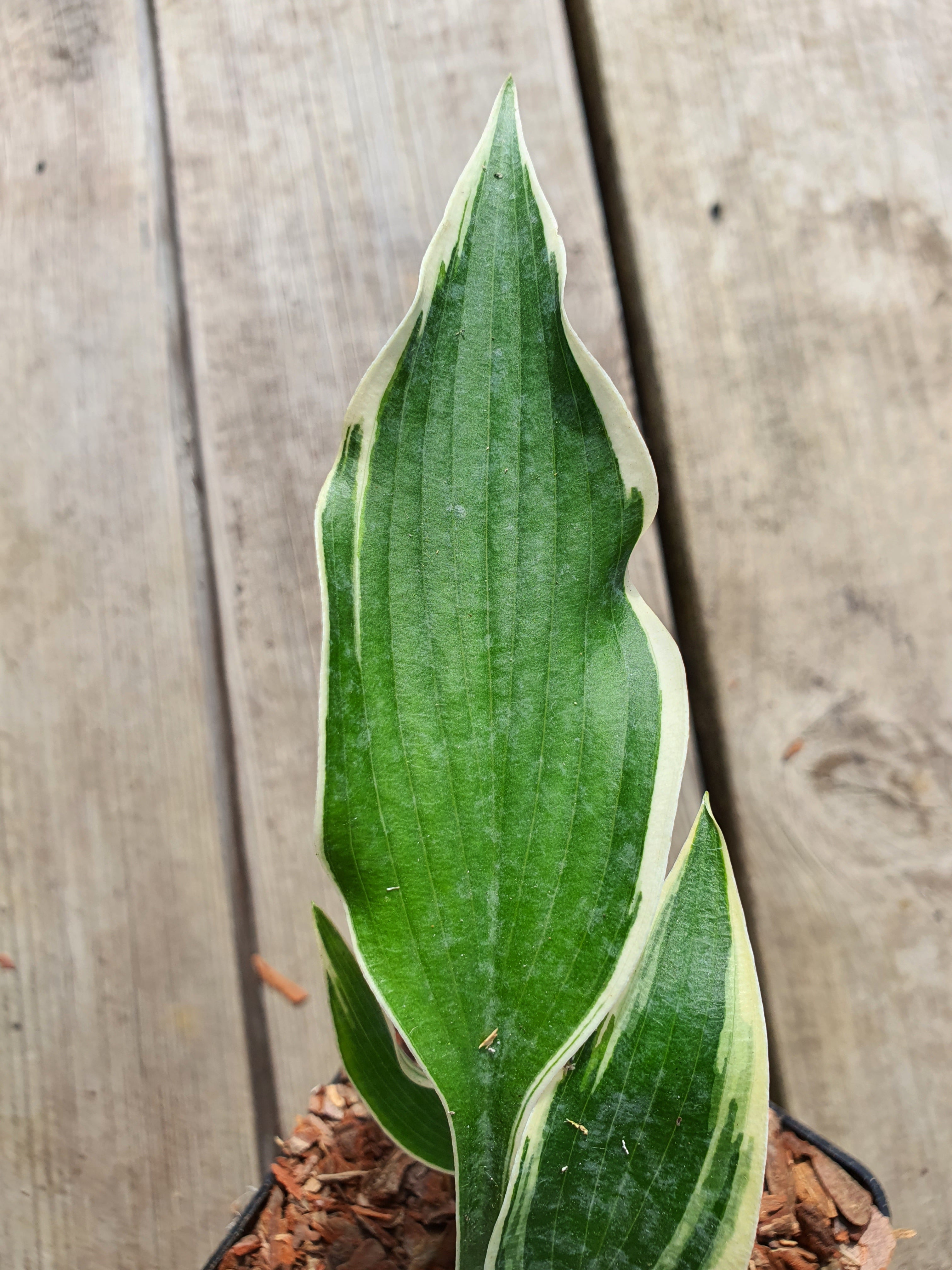 Hosta 'Dark Star' - New Forest Hostas & Hemerocallis