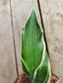 Hosta 'Dark Star' - New Forest Hostas & Hemerocallis