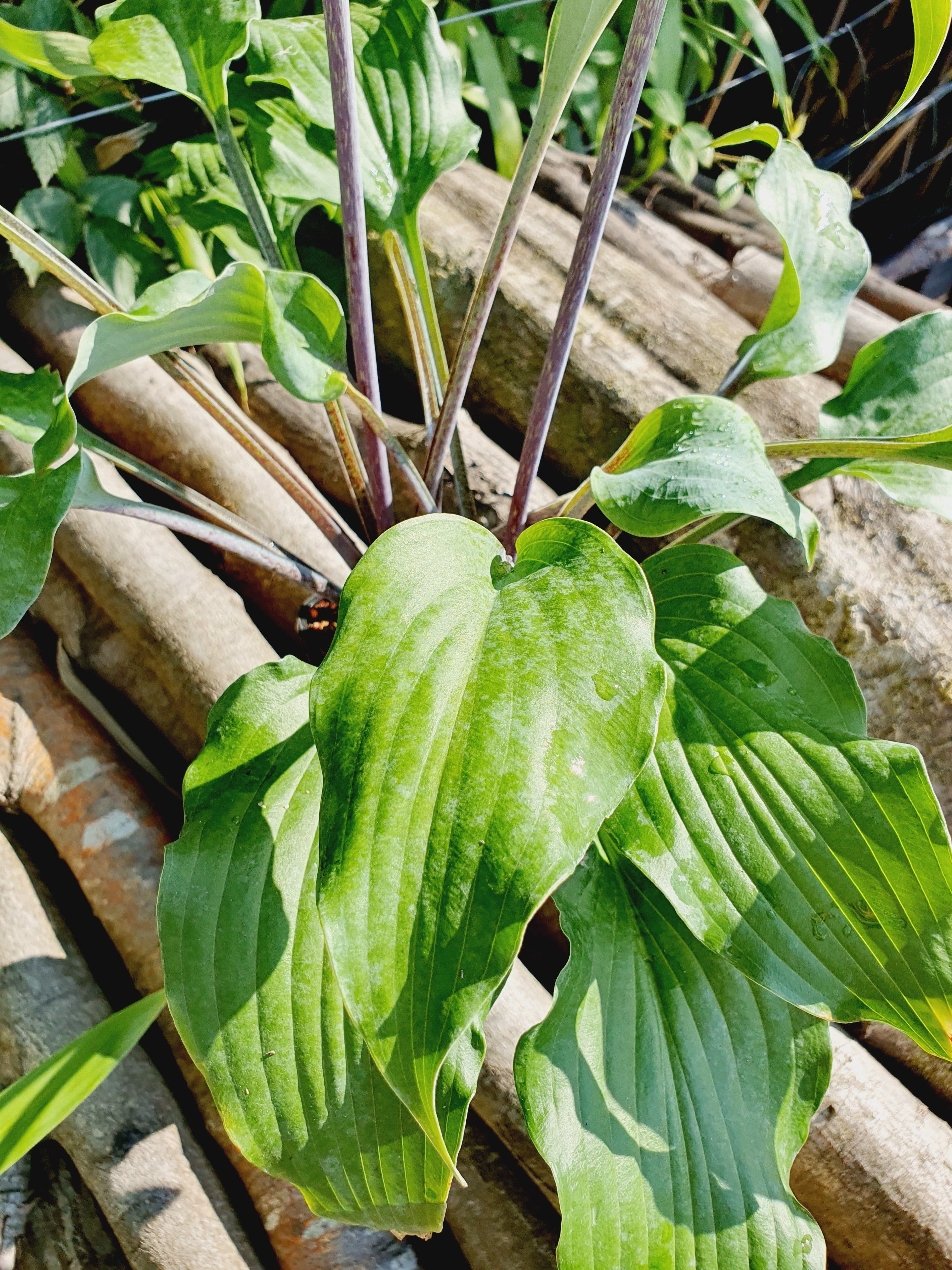 Hosta 'Red Wine Fries' - New Forest Hostas & Hemerocallis
