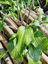 Hosta 'Red Wine Fries' - New Forest Hostas & Hemerocallis