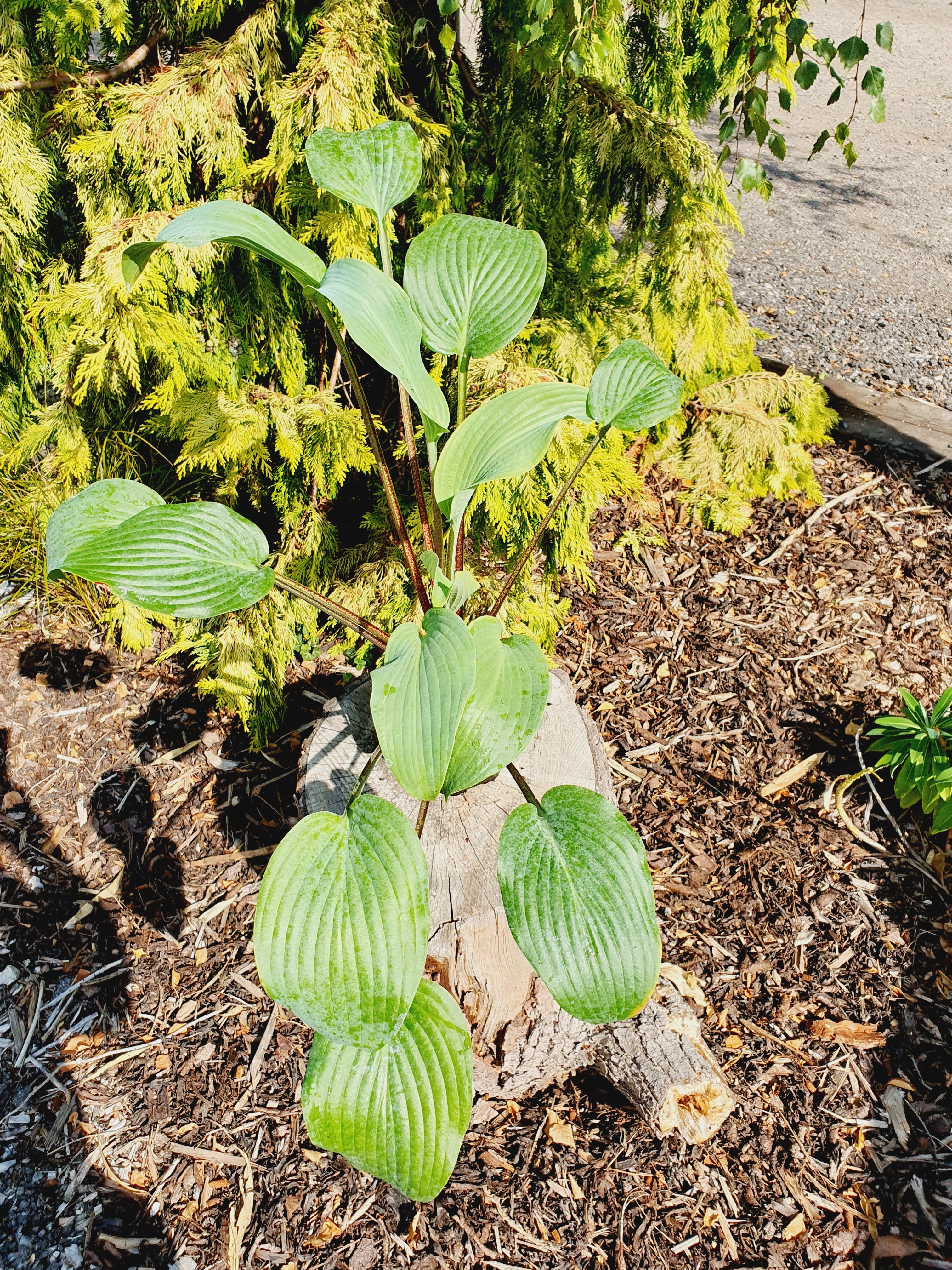 Hosta 'Red Wine Fries' - New Forest Hostas & Hemerocallis
