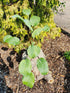 Hosta 'Red Wine Fries' - New Forest Hostas & Hemerocallis