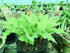 Hosta 'Marrakech' - New Forest Hostas & Hemerocallis
