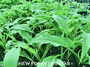 Hosta 'Fourth Of July' - New Forest Hostas & Hemerocallis
