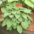 Hosta 'Pastures New' - Bare Root
