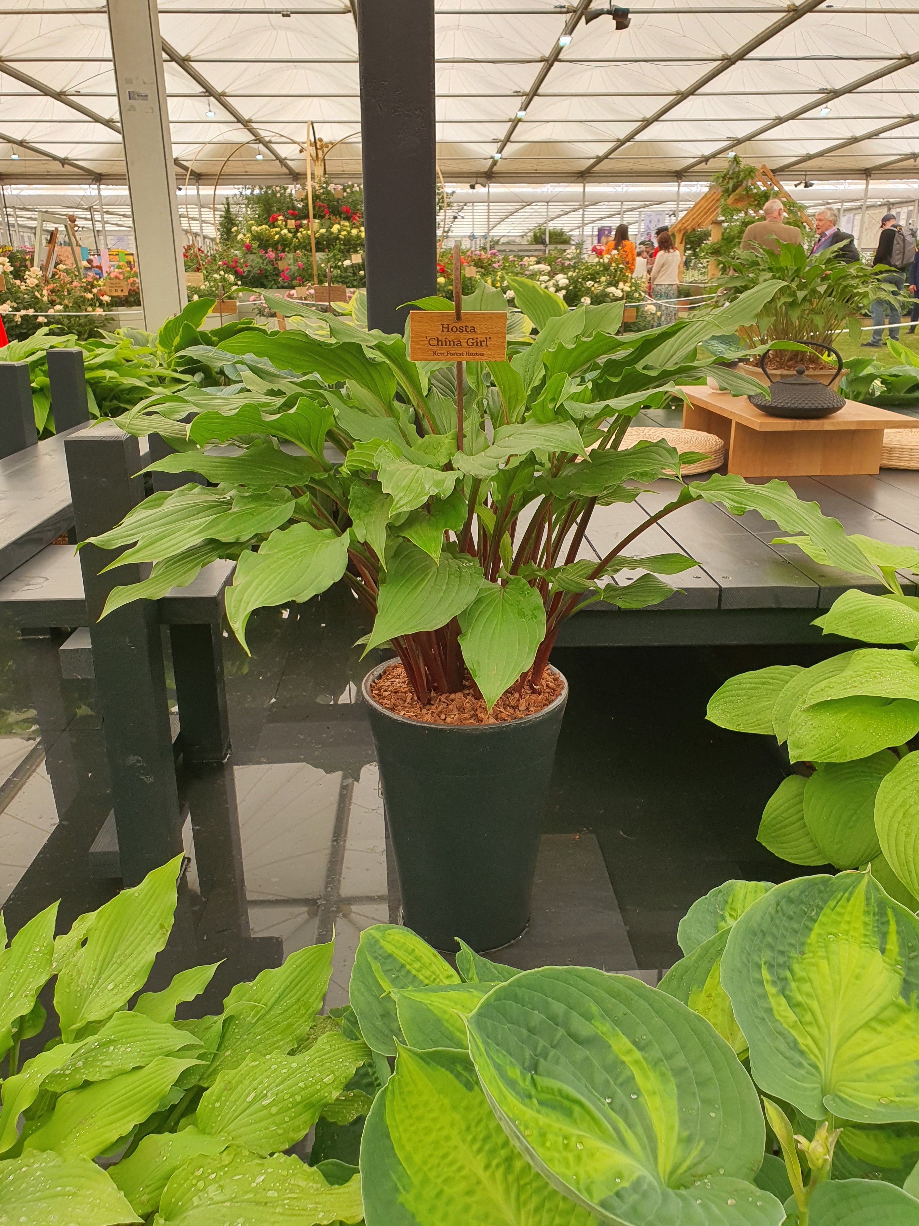 Hosta 'China Girl' - New Forest Hostas & Hemerocallis