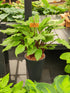 Hosta 'China Girl' - New Forest Hostas & Hemerocallis