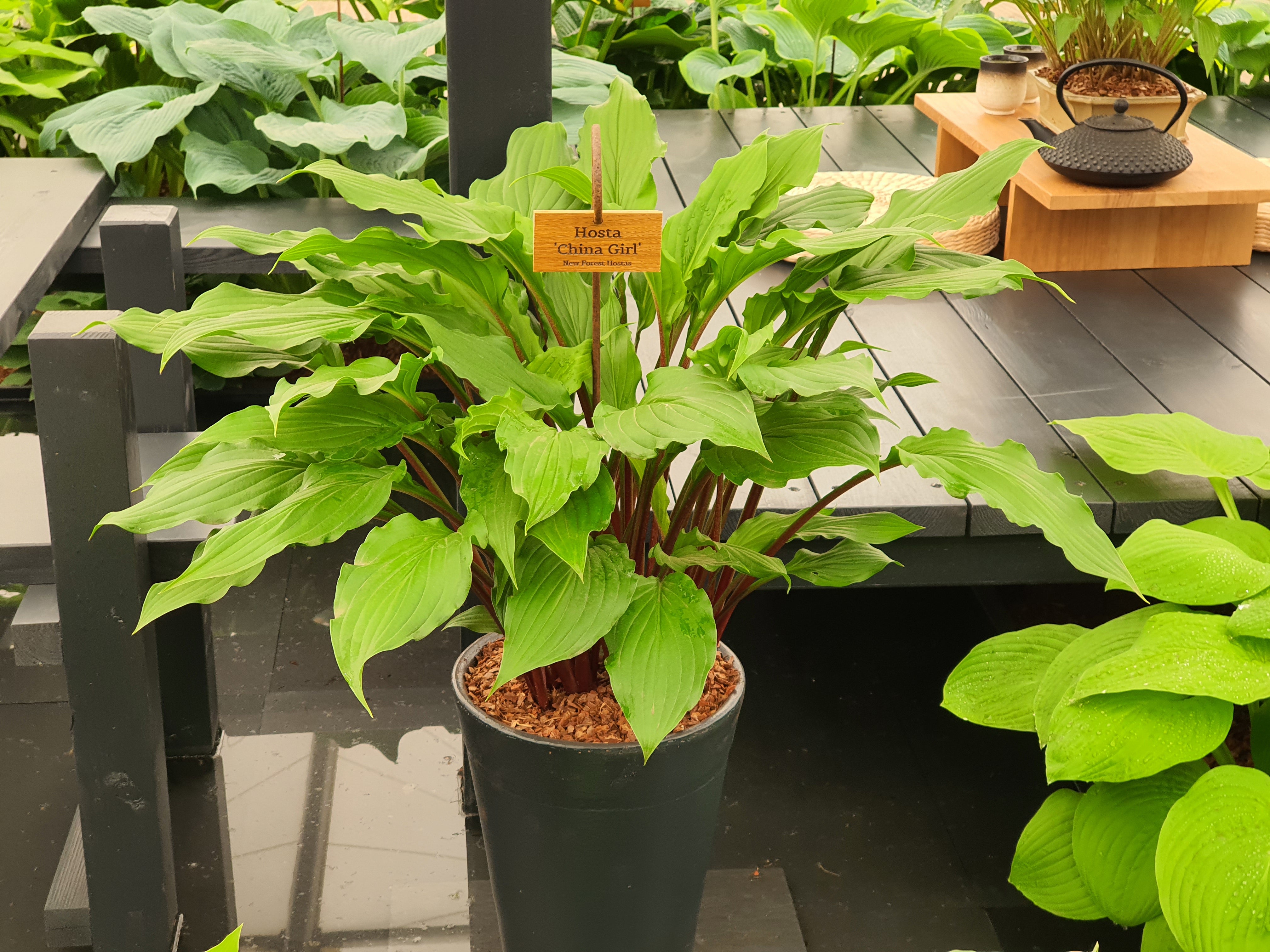 Hosta 'China Girl' - New Forest Hostas & Hemerocallis