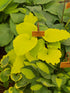 Hosta 'Dancing Queen' - New Forest Hostas & Hemerocallis