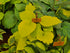 Hosta 'Dancing Queen' - New Forest Hostas & Hemerocallis