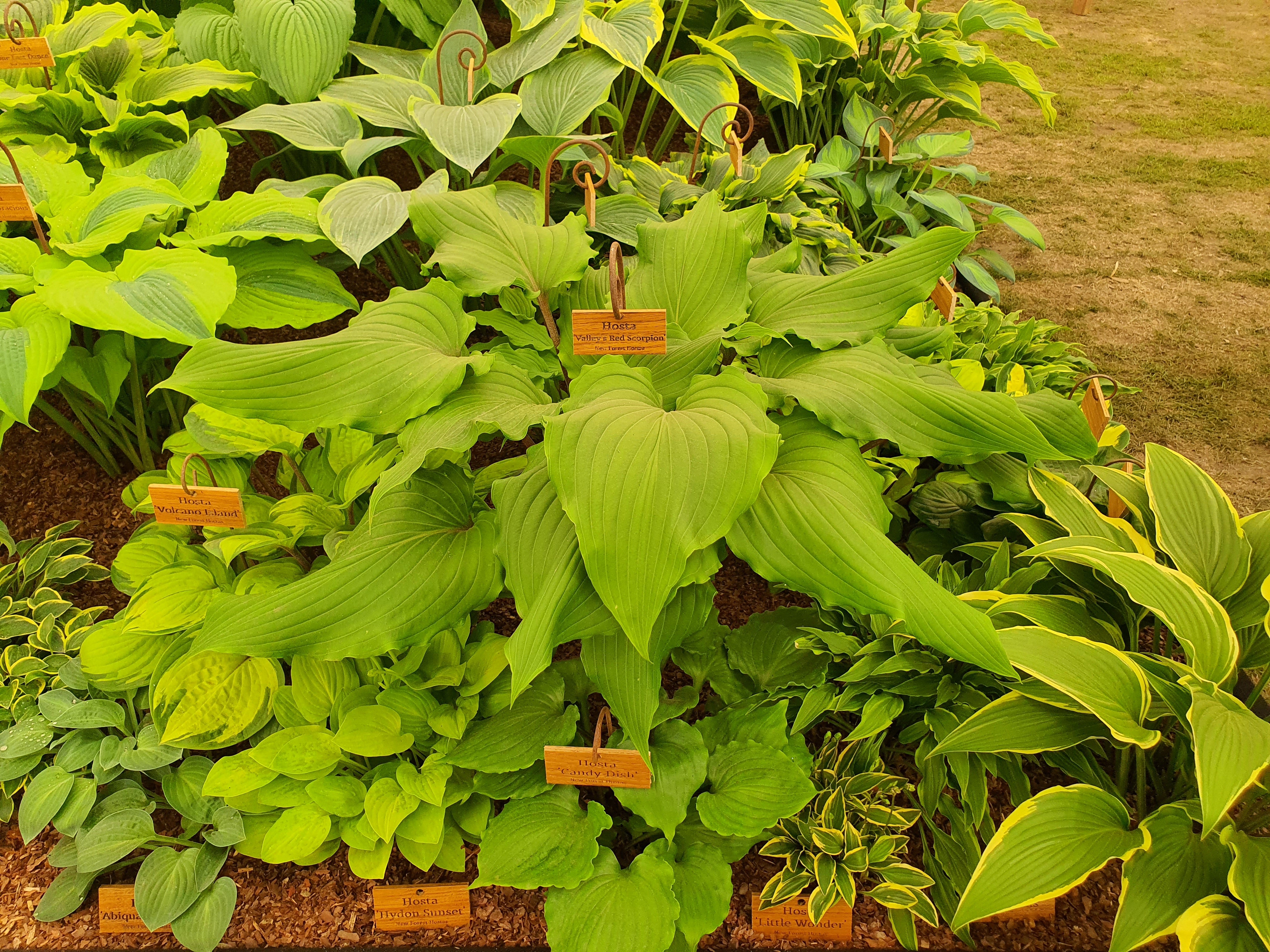 Hosta 'Valley's Red Scorpion' - New Forest Hostas & Hemerocallis