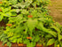 Hosta 'Valley's Red Scorpion' - New Forest Hostas & Hemerocallis