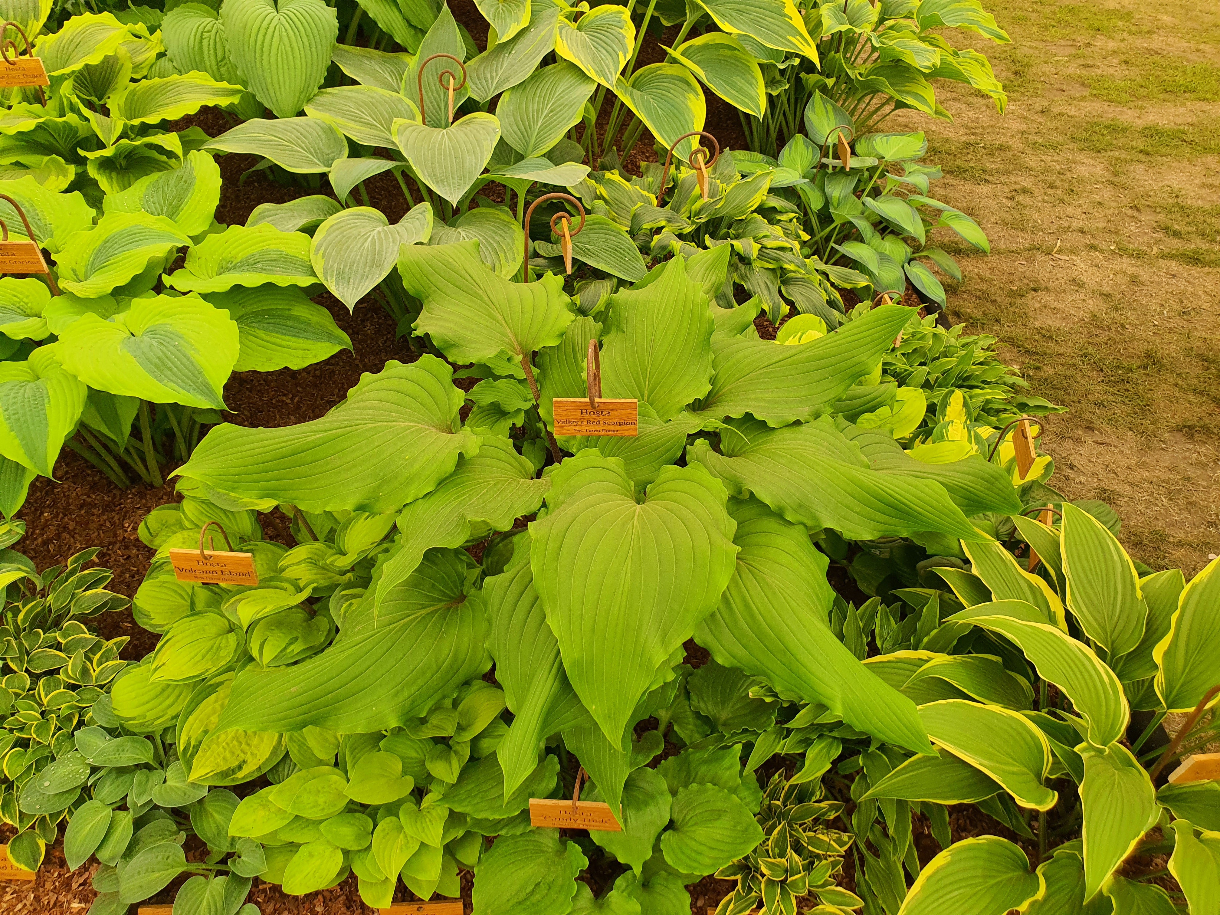 Hosta 'Valley's Red Scorpion' - New Forest Hostas & Hemerocallis