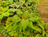 Hosta 'Valley's Red Scorpion' - New Forest Hostas & Hemerocallis