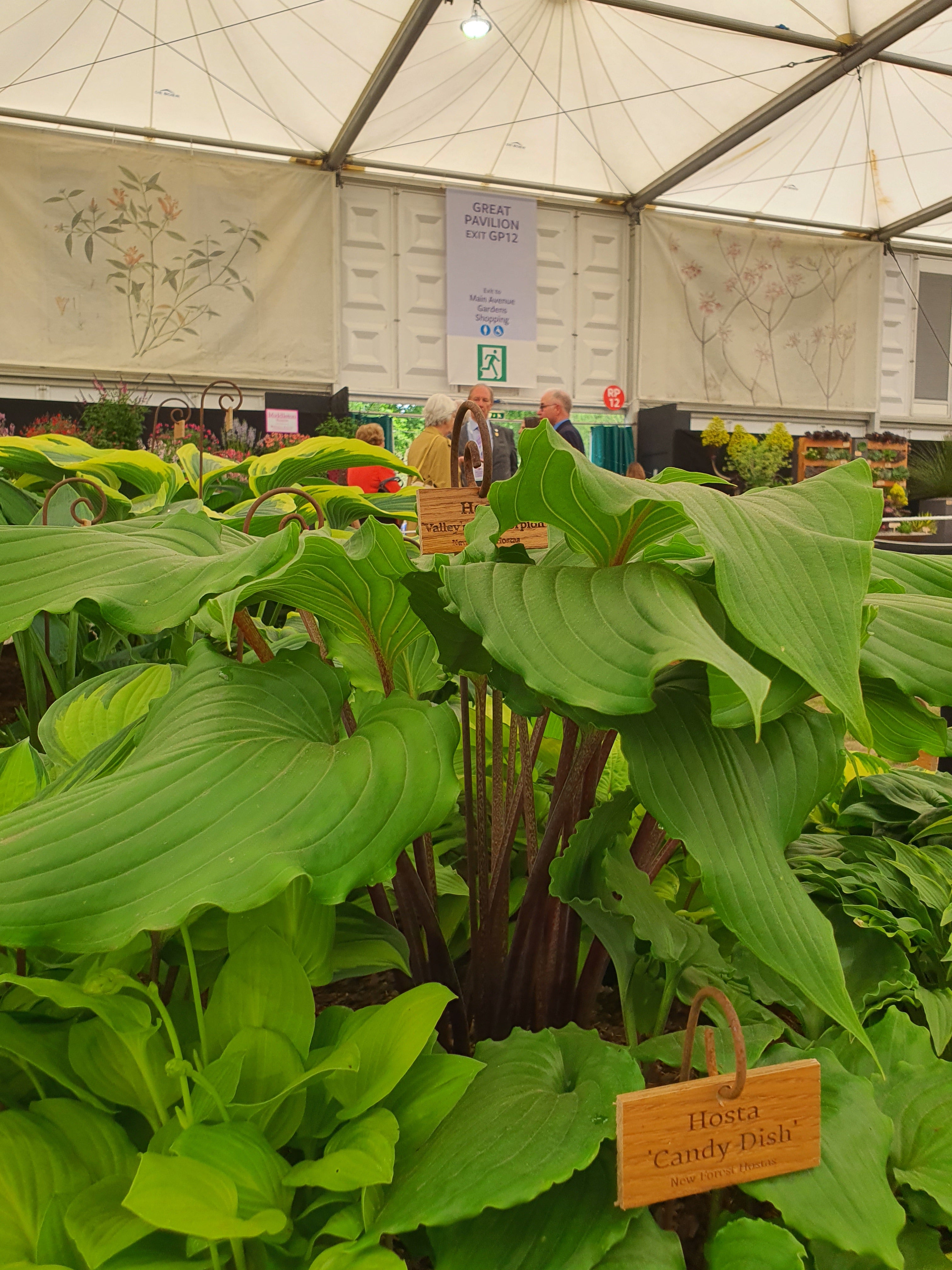 Hosta 'Valley's Red Scorpion' - New Forest Hostas & Hemerocallis