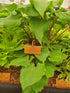 Hosta 'Valley's Red Scorpion' - New Forest Hostas & Hemerocallis
