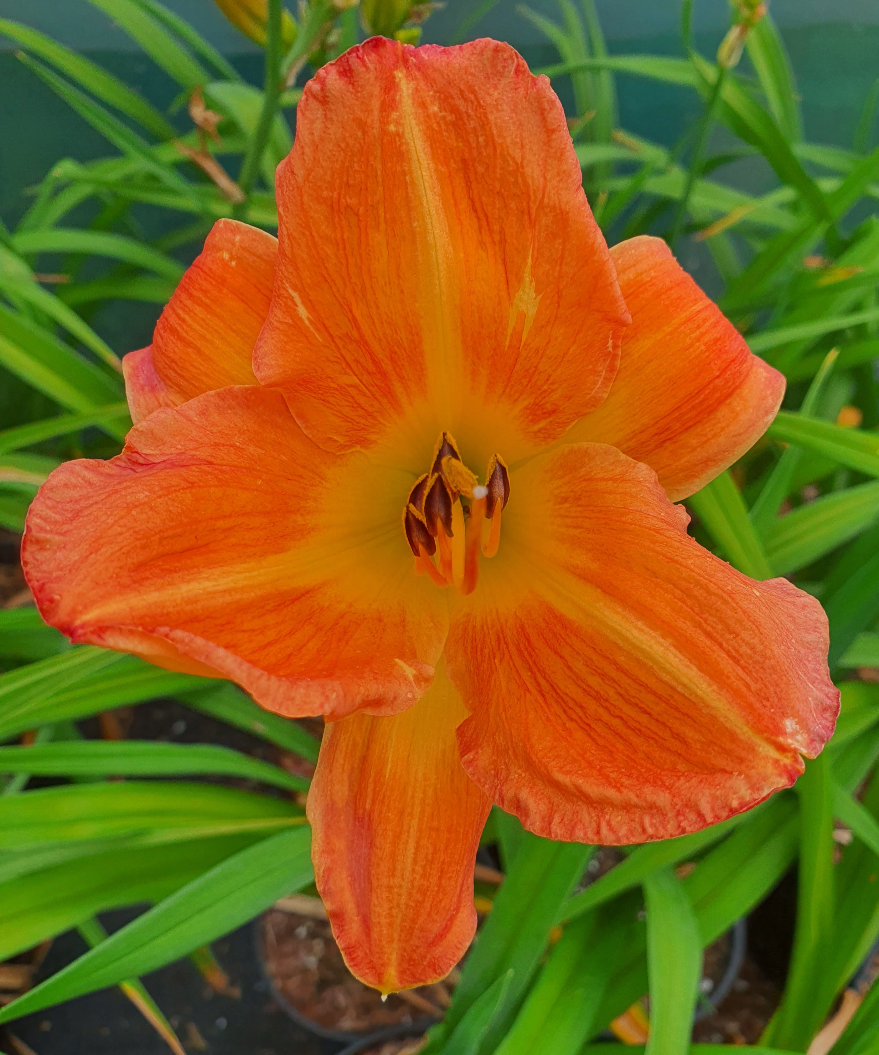 Hemerocallis 'English Toffee' - New Forest Hostas & Hemerocallis