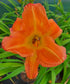 Hemerocallis 'English Toffee' - New Forest Hostas & Hemerocallis