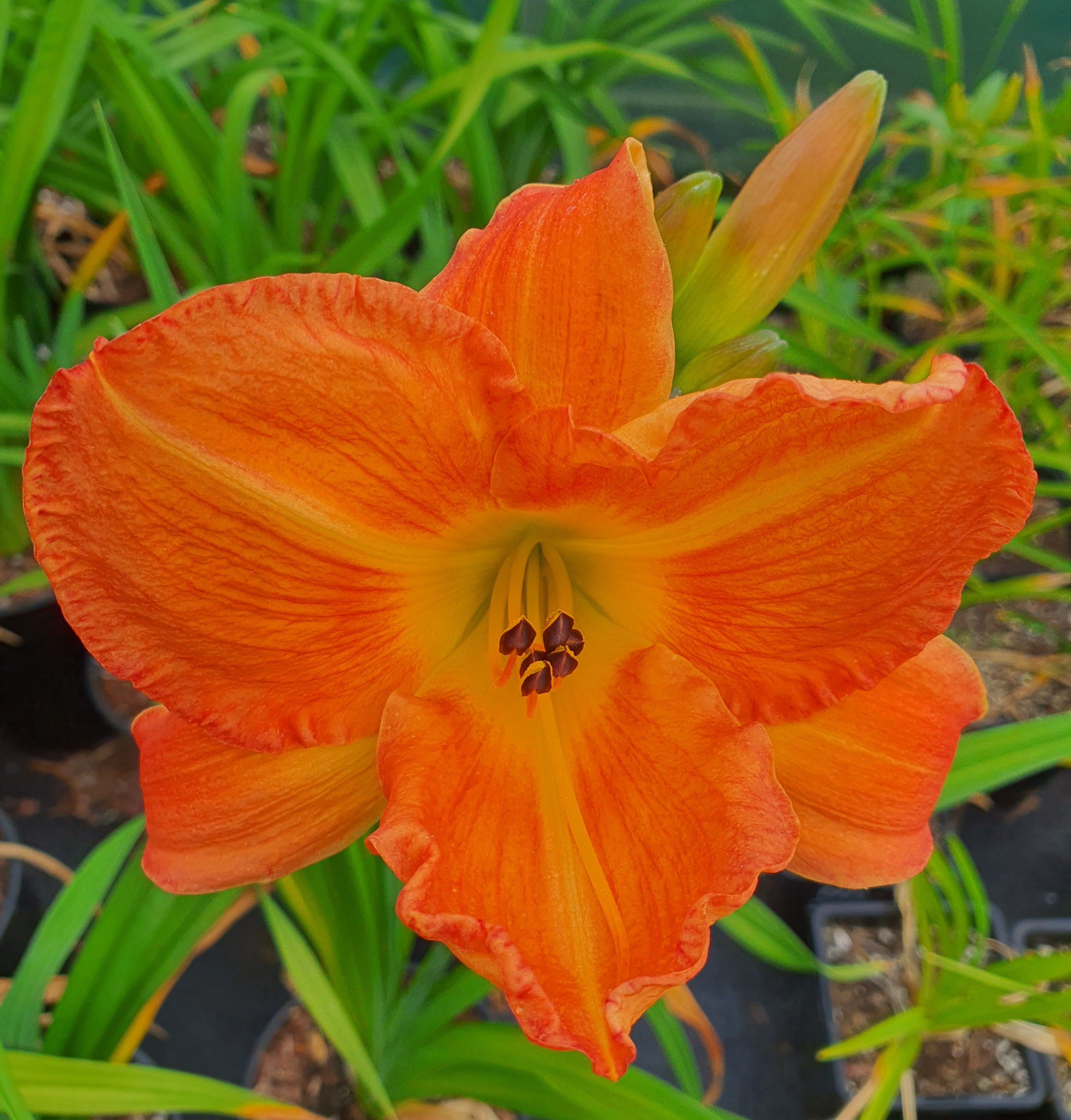 Hemerocallis 'English Toffee' - New Forest Hostas & Hemerocallis